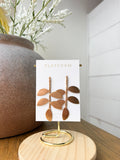 Golden Grace Earrings